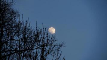 crepuscolo Luna in mezzo inverno rami foto