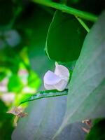 bellissimo fiore foto