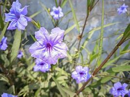 bellissimo fiore foto