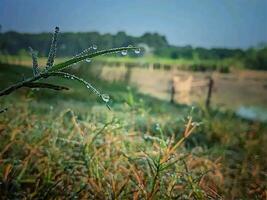 bellissimo natura foto