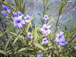 bellissimo fiore foto