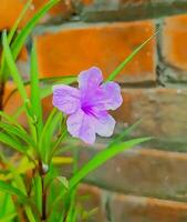 bellissimo fiore foto