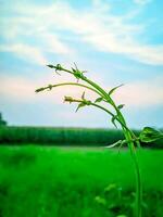 bellissimo natura foto