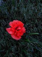 uno rosso papavero fiore nel verde erba. naturale sfondo foto