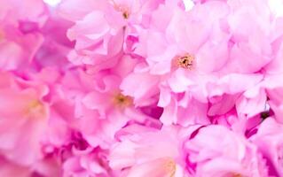 fioritura rosa sakura su un' primavera soleggiato giorno. naturale sfondo. striscione. avvicinamento. selettivo messa a fuoco. foto
