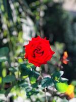 un' rosso rosa è nel il mezzo di un' giardino foto