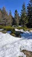 primavera fusione neve nel il montagne su soleggiato prati. scenario foto