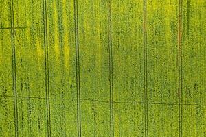 superiore Visualizza di il seminato verde nel bielorussia.agricoltura nel bielorussia.texture foto