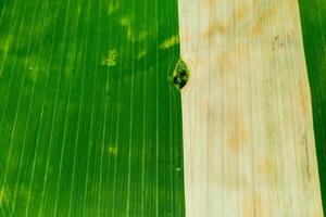 superiore Visualizza di un' seminato verde e grigio campo nel bielorussia.agricoltura nel bielorussia.texture. foto