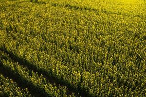 superiore Visualizza di un' giallo colza campo dopo pioggia nel bielorussia, un agricolo zona.il concetto di sviluppo di il agricolo settore foto