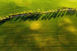 un' a volo d'uccello Visualizza di un' verde campo e un' strada nel europa.natura di bielorussia.proprio verde campo a tramonto e strada foto