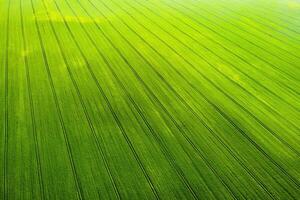 superiore Visualizza di un' seminato verde e grigio campo nel bielorussia.agricoltura nel bielorussia.texture. foto