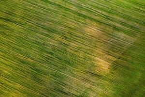 a volo d'uccello Visualizza di un' verde campo .semina campagna nel bielorussia.natura di bielorussia.proprio verde campo a tramonto foto