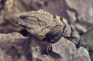 vicino su di un' grigio iguana foto