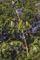 pianta di cacao in natura foto