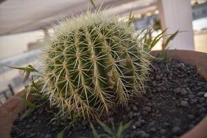 cactus in vaso foto