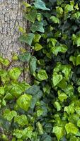vivido verde edera le foglie arrampicata su un' ruvido albero abbaio. variegato fogliame, naturale sfondo, orticoltura concetto per disegno, striscione, sfondo. foto