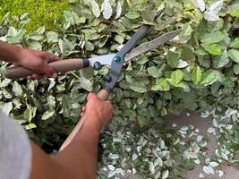 vicino su di uomo utilizzando giardino cesoie per tagliare e forma lussureggiante verde edera, messa a fuoco su pianta cura e paesaggio Manutenzione, all'aperto giardinaggio attività su soleggiato giorno. foto