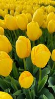 fiori sfondo. luminosa giallo tulipani fioritura nel primavera, vicino su di floreale bellezza con luce del sole evidenziazione petali, per giardinaggio e Pasqua concetti, design per cartoline e striscioni. foto