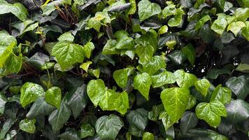 lussureggiante verde edera le foglie con gocce di pioggia, denso fogliame dopo pioggia. idratato impianti e natura ringiovanimento concetto per design e Stampa. vicino su, naturale sfondo. foto