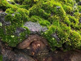 muschio coperto albero abbaiare vicino su con vivace verde trame. natura sfondo. nature dettaglio, foresta pavimento vita e bosco ecosistema concetto per design e Stampa. foto