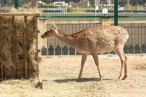 cervo mangiare il fieno nel un' zoo foto