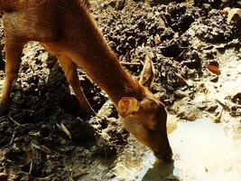 ritratto di un' giovane cervo su il suo habitat a luminosa luce del giorno. bellissimo giovane cervo con d'oro Marrone colore foto