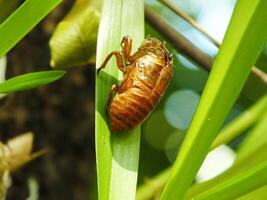 muta cicala su un' albero. cicale vita ciclo nel natura foresta. insetto larva foto