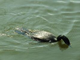 poco nero cormorano uccello nuoto nel il lago a soleggiato giorni. Questo è acquatico uccello è molto bene su pesce a caccia foto