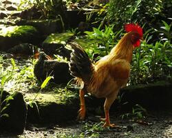 bellissimo Gallo guardare per cibo nel il mattina a il giardino foto