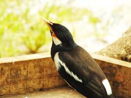 asiatico pezzato storno, o gracupica contra o sturnus contra o uren storno è un' specie di storno trovato nel il indiano subcontinente e sud-est Asia. foto