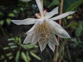 fiore di Principessa di il notte o epiphyllum pumilum. epiphyllum ossipetalio o signora di il notte, fioritura notturna cactus, fioritura notturna Cerus, orchidea cactus, Regina di il notte, wijayakusuma foto