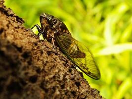 macro foto vicino su di un' cicala insetto, cicala arroccato su un' ramo nel suo naturale habitat. cicadomorfo un insetto quello può rendere suono di vibrante suo Ali.