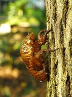 muta cicala su un' albero. cicale vita ciclo nel natura foresta. insetto larva foto