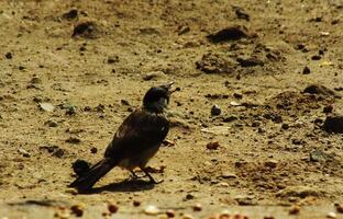 un' fuligginoso headed bulbul su su il terra guardare per cibo su un' luminosa giorno leggero foto