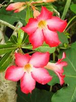 Adenium arabicum fiore o deserto rosa o rosa rosso azalea fioritura meravigliosamente nel il giardino. foto