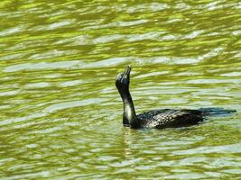 poco nero cormorano uccello nuoto nel il lago a soleggiato giorni. Questo è acquatico uccello è molto bene su pesce a caccia foto