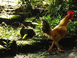 bellissimo Gallo guardare per cibo nel il mattina a il giardino foto