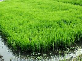 vicino su foto di riso semi pronto per essere piantato. risaia coltivazione. rurale agricolo concetto Immagine. verde pianta cibo tenuta