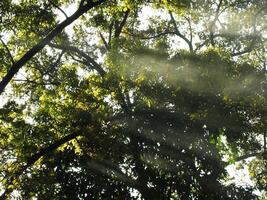 bellissimo sole raggi passaggio attraverso alberi nel un' foresta. raggio di leggero In arrivo fra il alberi. raggi di sole. foto