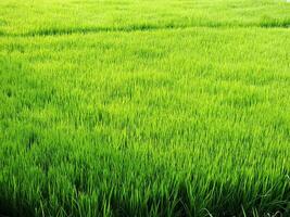 vicino su foto di riso semi pronto per essere piantato. risaia coltivazione. rurale agricolo concetto Immagine. verde pianta cibo tenuta