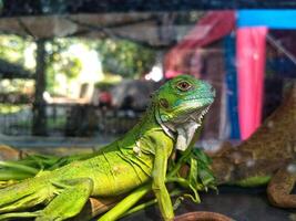 giovane iguana lucertola nel un' bicchiere gabbia, prendere il sole e fissando per qualcosa su il gabbia. esotico animali domestici foto