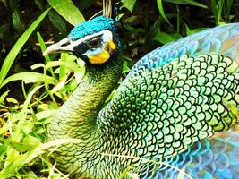 verde pavone. pavo mutico. bellissimo uccello con vibran colore piuma quale è trovato nel il tropicale foreste di sud-est Asia, anche conosciuto come un' giavanese pavone. foto