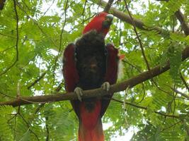 pappagallo delle molucche eclectus o eclectus rorato. è un' colorato pappagallo uccello, e un' nativo specie di indonesiano foto