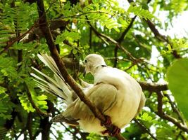 selvaggio colletto colomba perching su ramo, Basso angolo Visualizza. anche conosciuto come un eurasiatico colletto colomba, è un' colomba specie nativo per Europa e Asia. foto