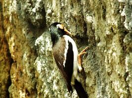 asiatico pezzato storno, o gracupica contra o sturnus contra o uren storno è un' specie di storno trovato nel il indiano subcontinente e sud-est Asia. foto