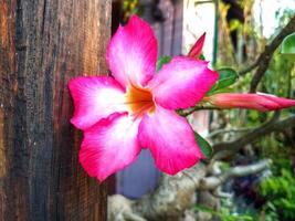 Adenium arabicum fiore o deserto rosa o rosa rosso azalea fioritura meravigliosamente nel il giardino. foto