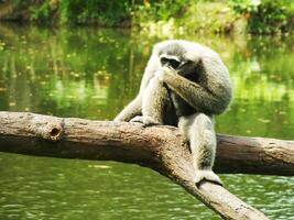 ritratto di javan argenteo gibbone, hylobates moloch su luminosa giorno luce. attivo primate guardare per cibo. grigio gibbone su il albero tronco d'albero, Giava, Indonesia nel Asia. foto
