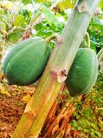 un' papaia sospeso su il albero. tropicale frutta. salutare verde crudo papaia azione su albero nel azienda agricola foto