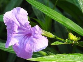 mattina luce del sole, bellissimo scenario di un' viola fiore e un' piccolo cavalletta prendere un' riposo su un' foglia a il botanico giardino. macro fotografia. vicino su. foto